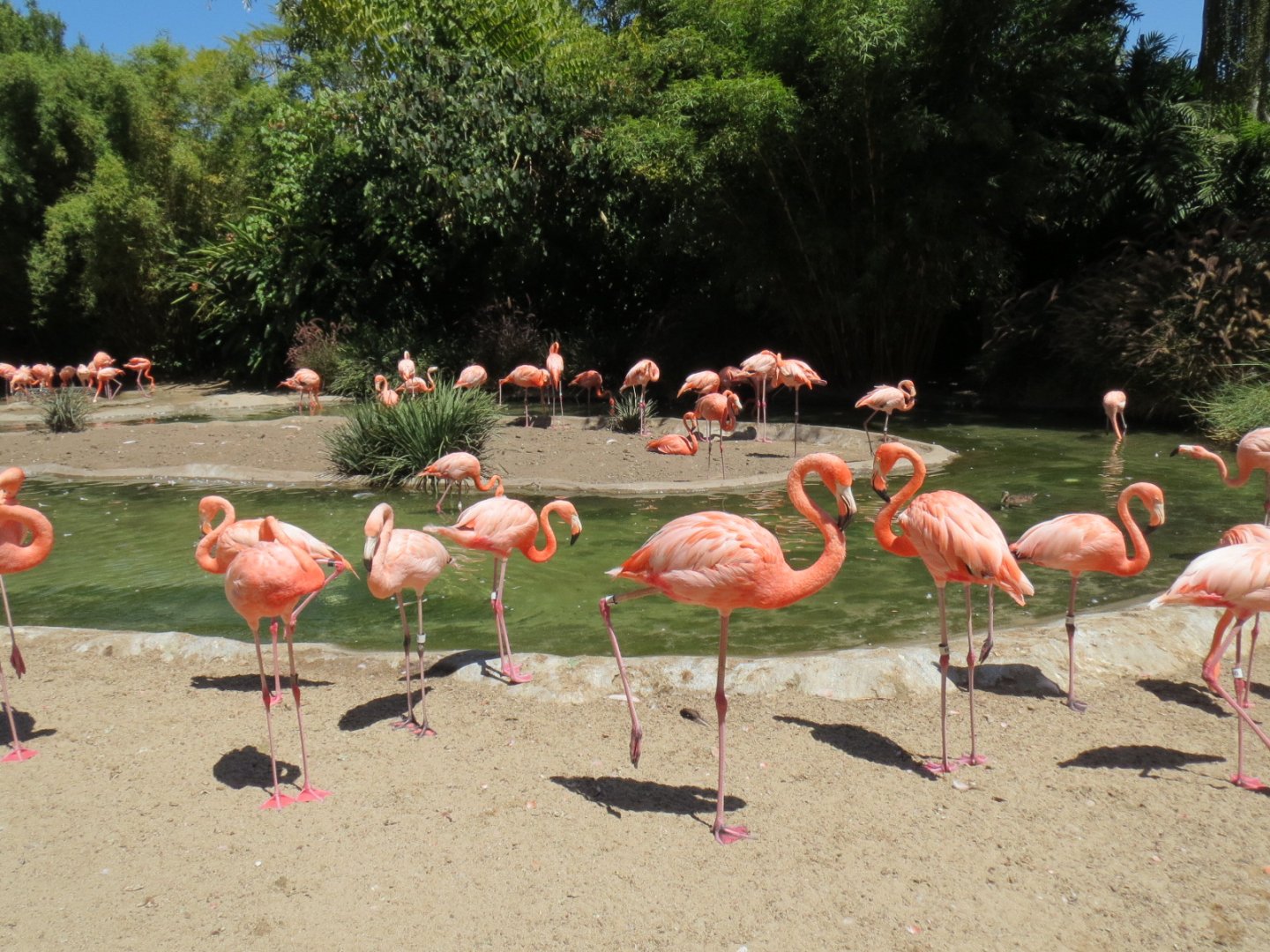 American Flamingo Exhibit 2013