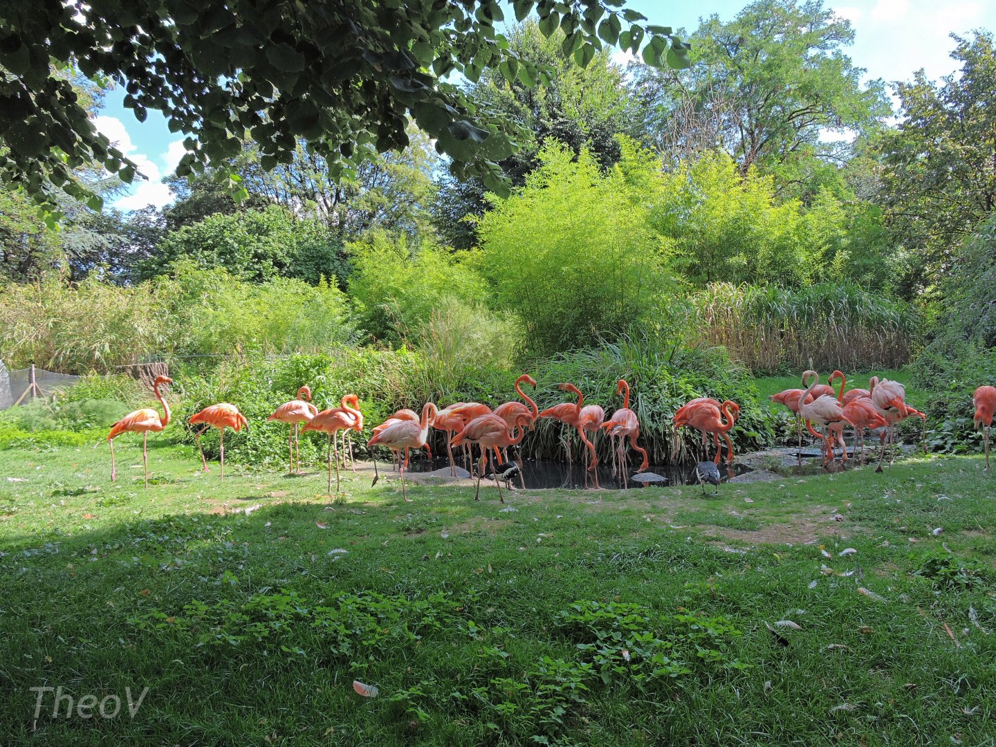 American flamingo exhibit [2015]