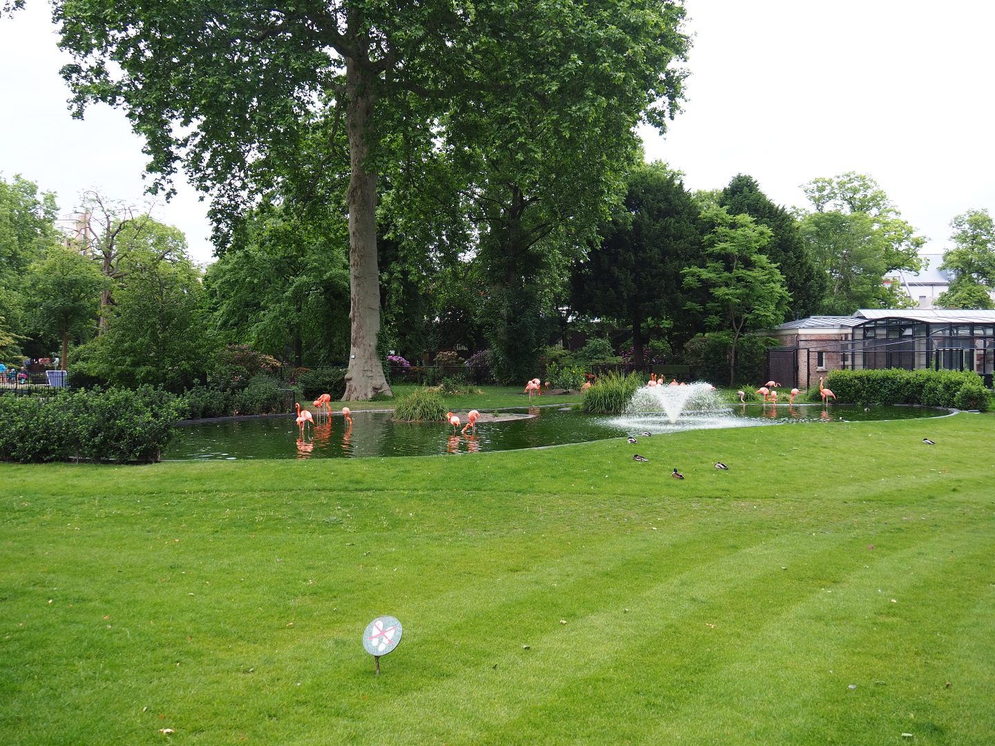 American flamingo exhibit, 2020-05-24