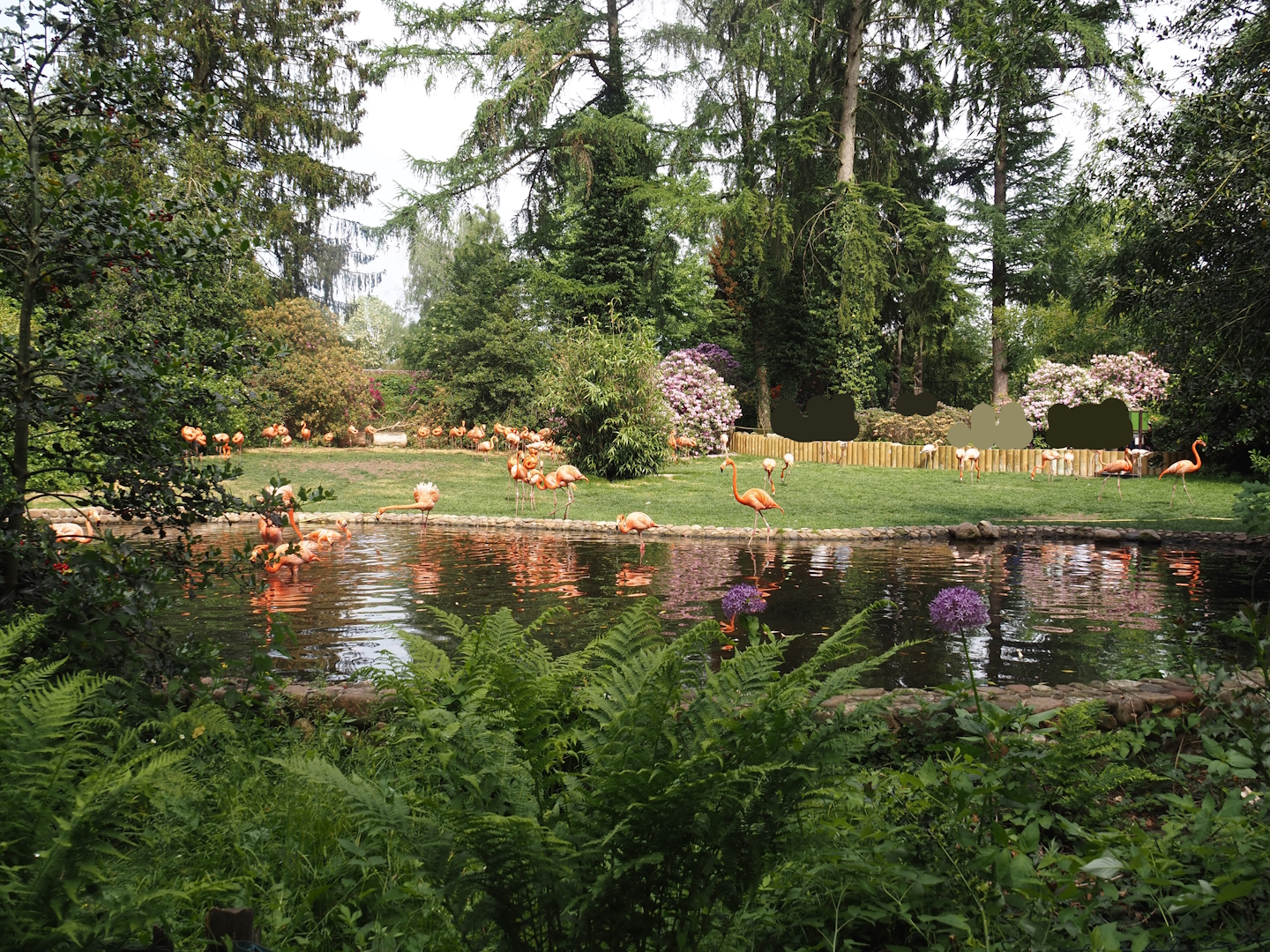 American flamingo exhibit, 2024-05-21