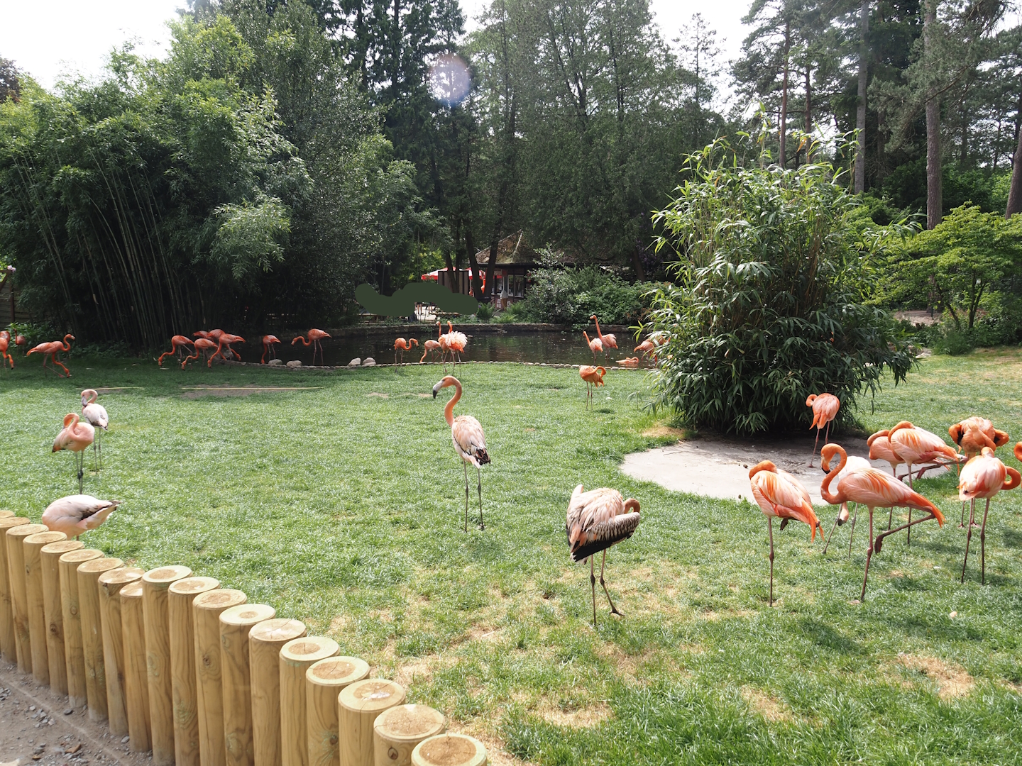 American flamingo exhibit, 2024-05-21