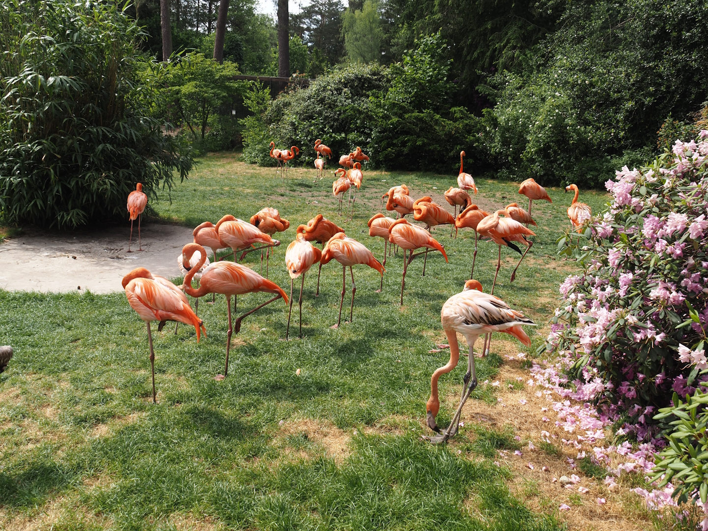 American flamingo exhibit, 2024-05-21