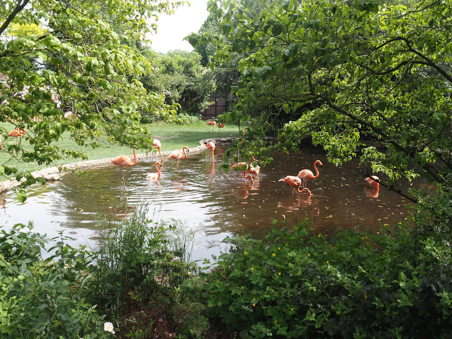 American flamingo exhibit, 2024-05-21