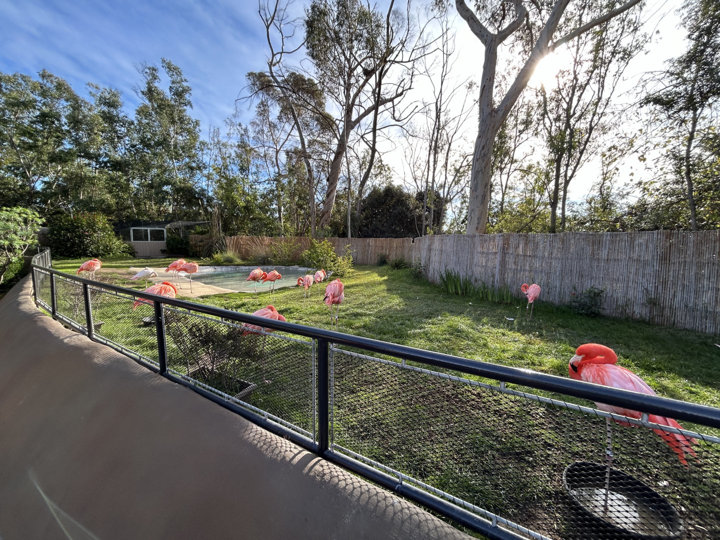 American Flamingo Exhibit - Urban Jungle