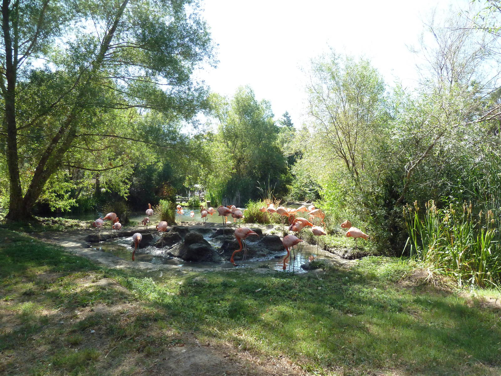 American Flamingo Exhibit