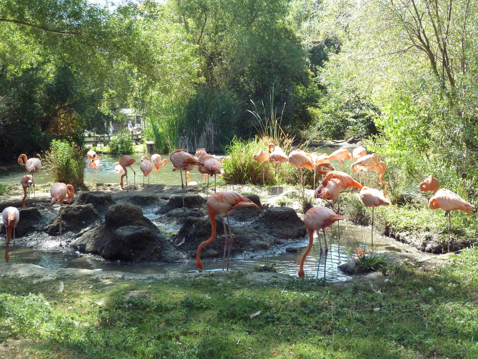 American Flamingo Exhibit