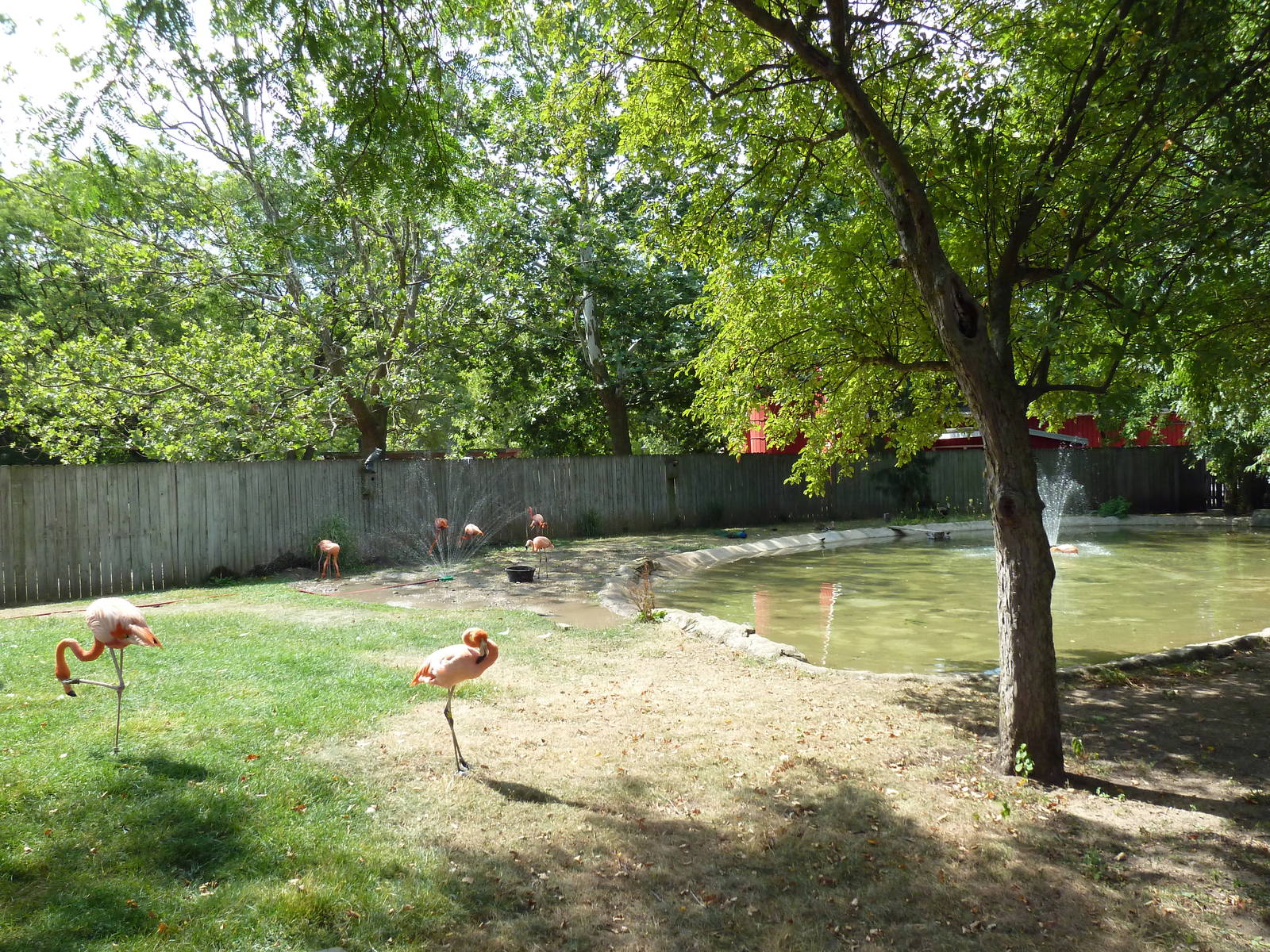 American Flamingo Exhibit