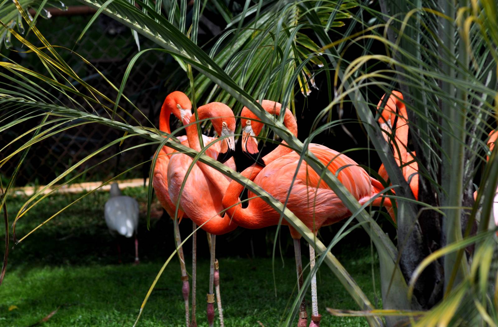 American Flamingo Exhibit