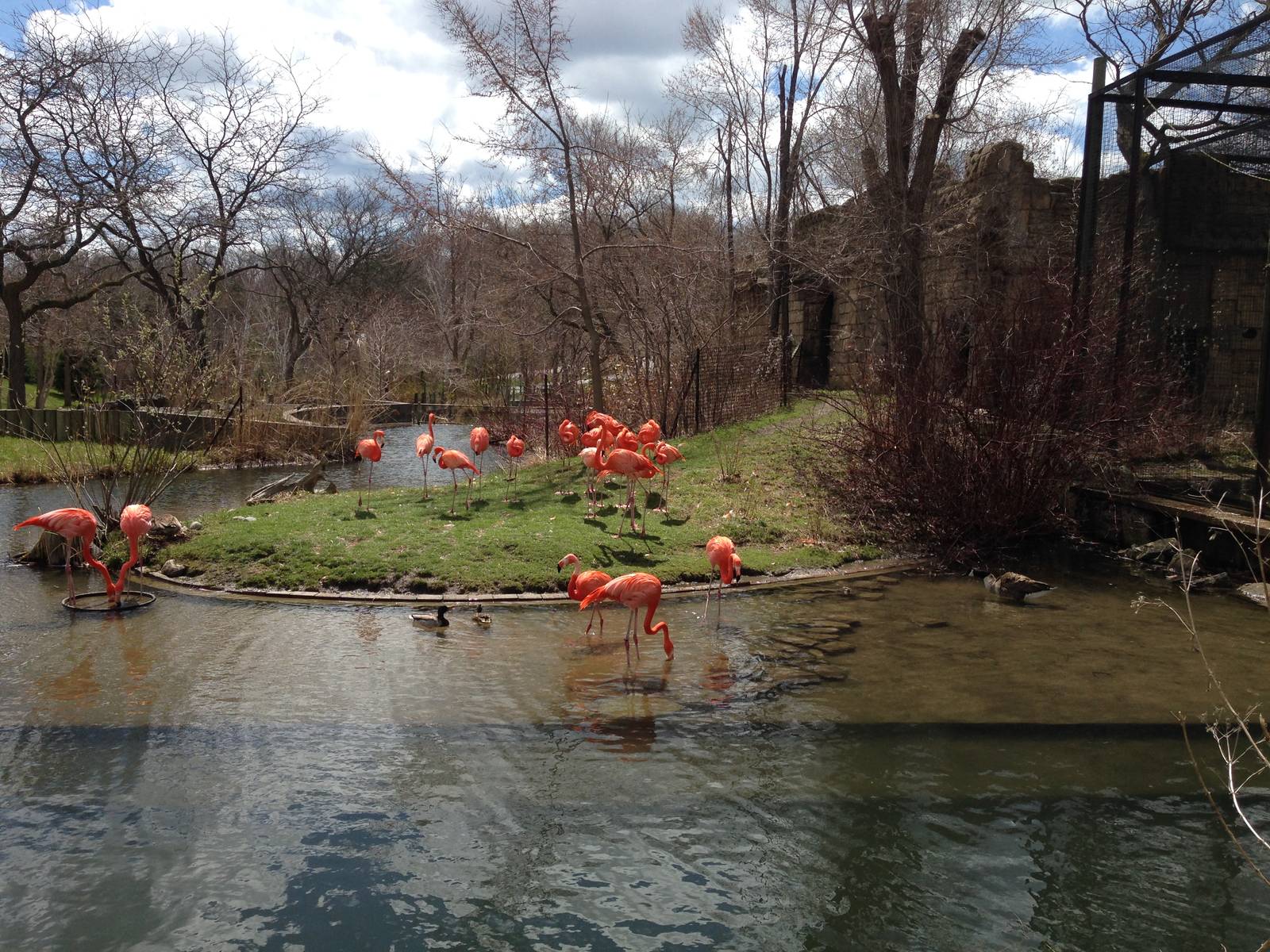American Flamingo Exhibit