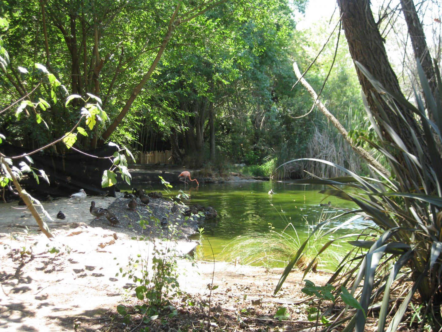 american flamingo exhibit