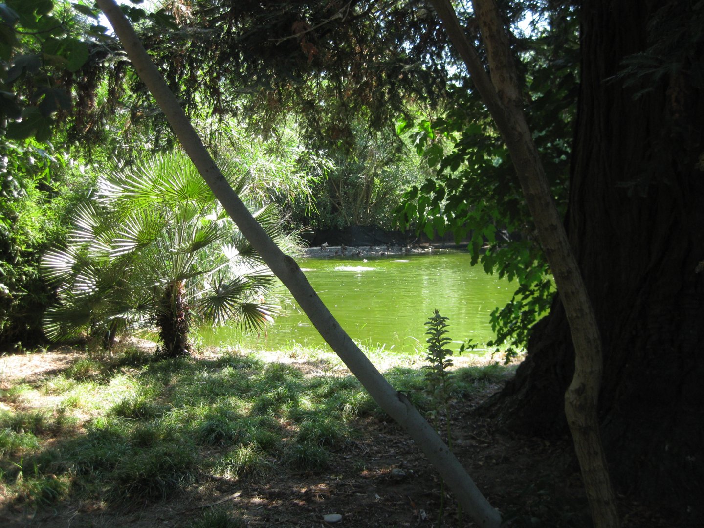 American Flamingo Exhibit