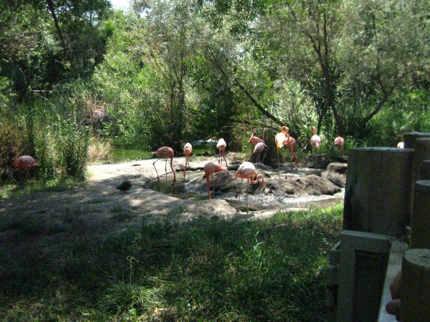 American Flamingo Exhibit