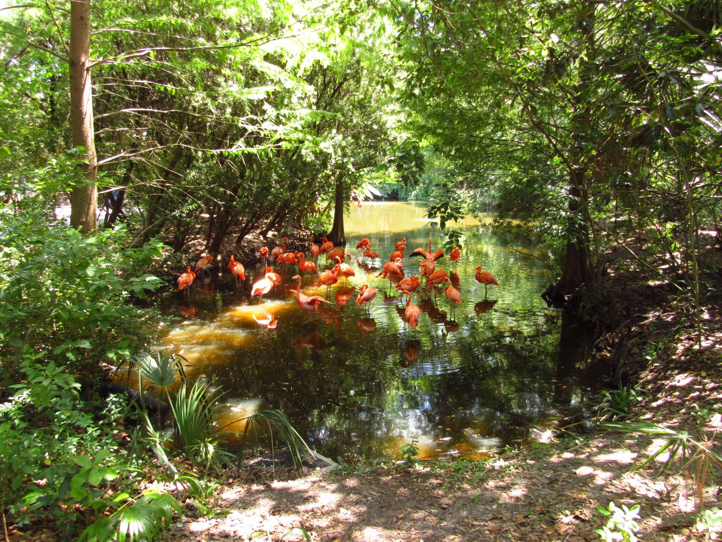 American Flamingo Exhibit