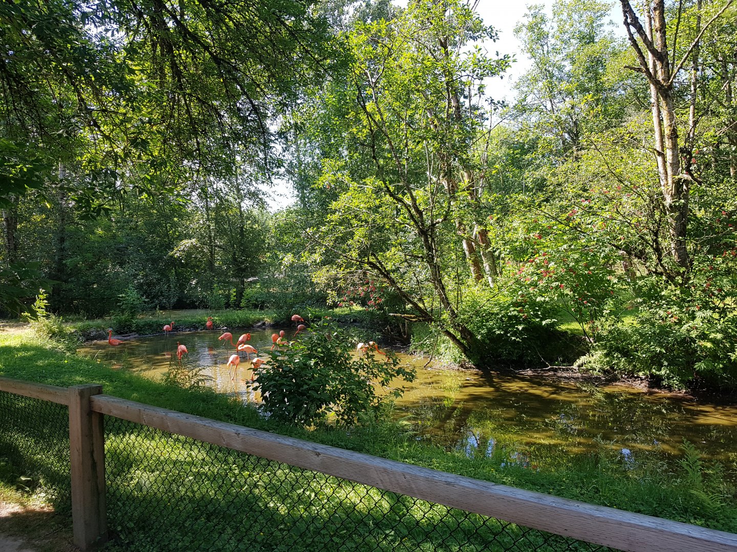 American Flamingo Exhibit