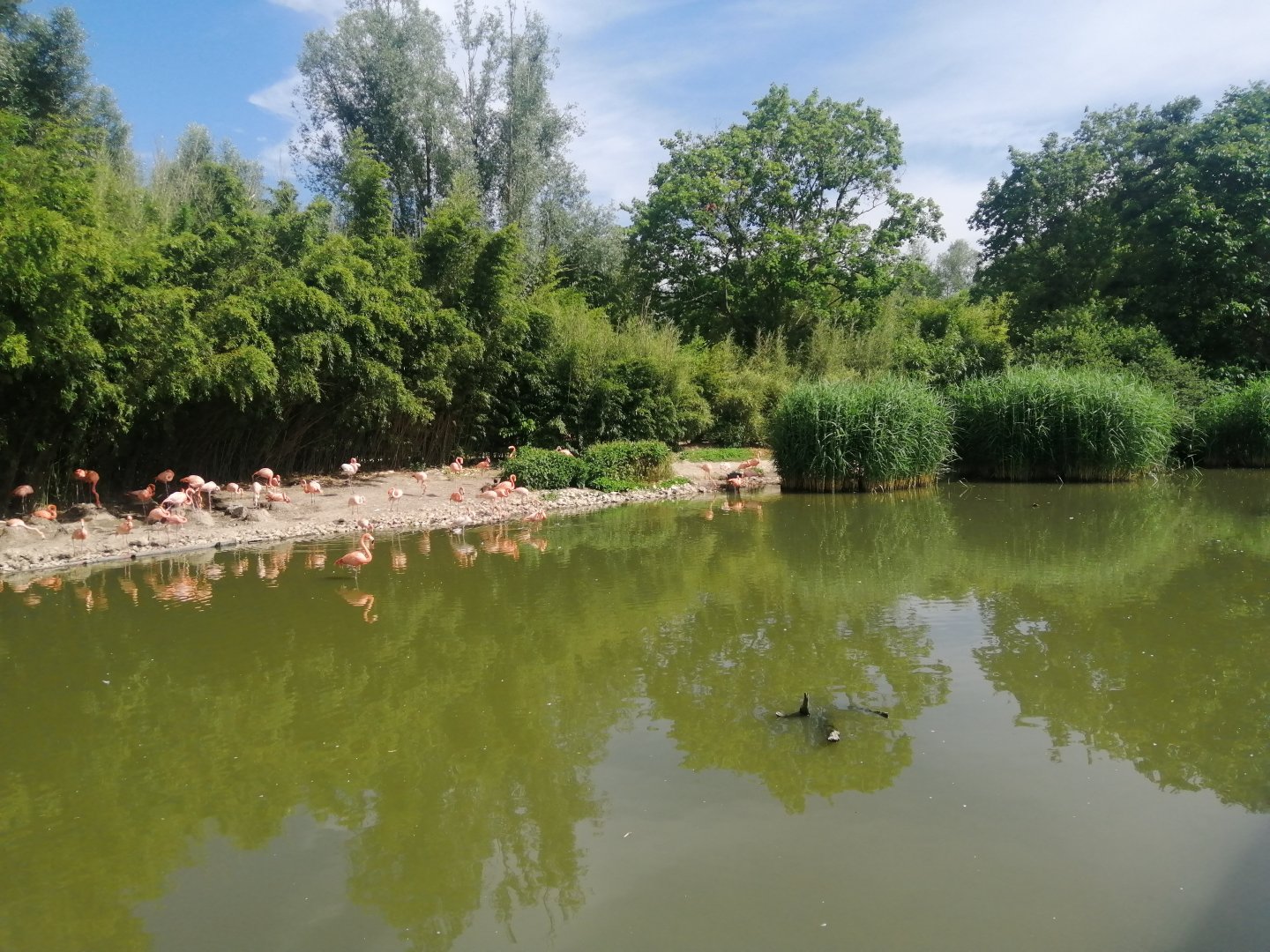 American Flamingo Exhibit
