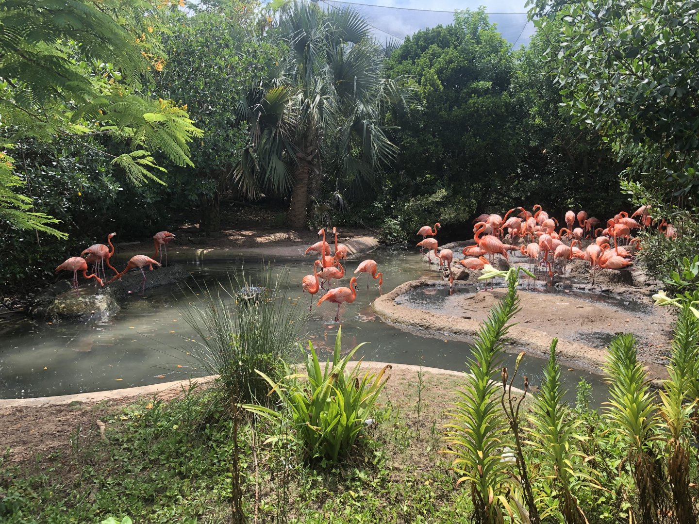 American Flamingo Exhibit