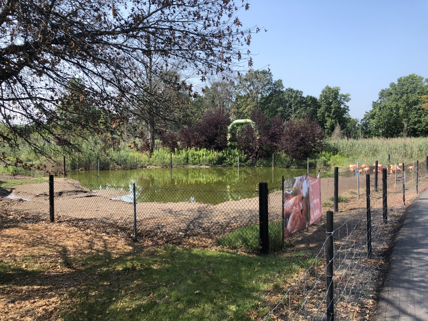 American Flamingo Exhibit