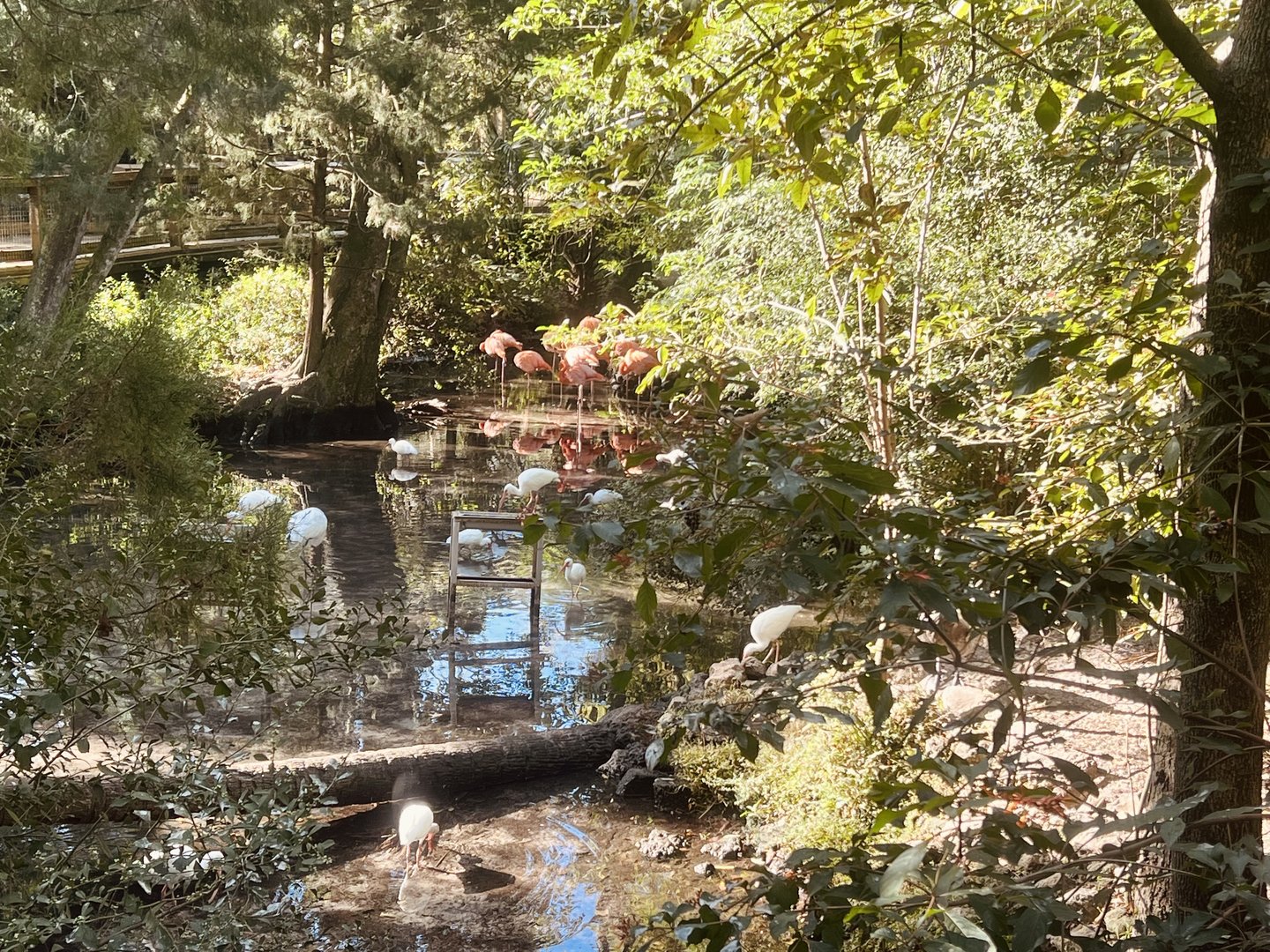 American Flamingo Exhibit