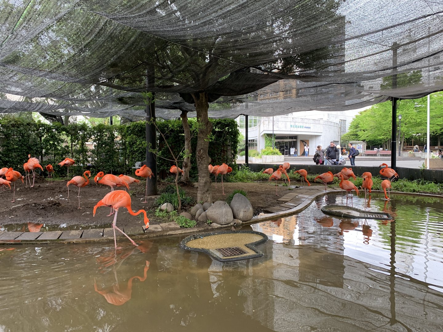 American Flamingo Exhibit