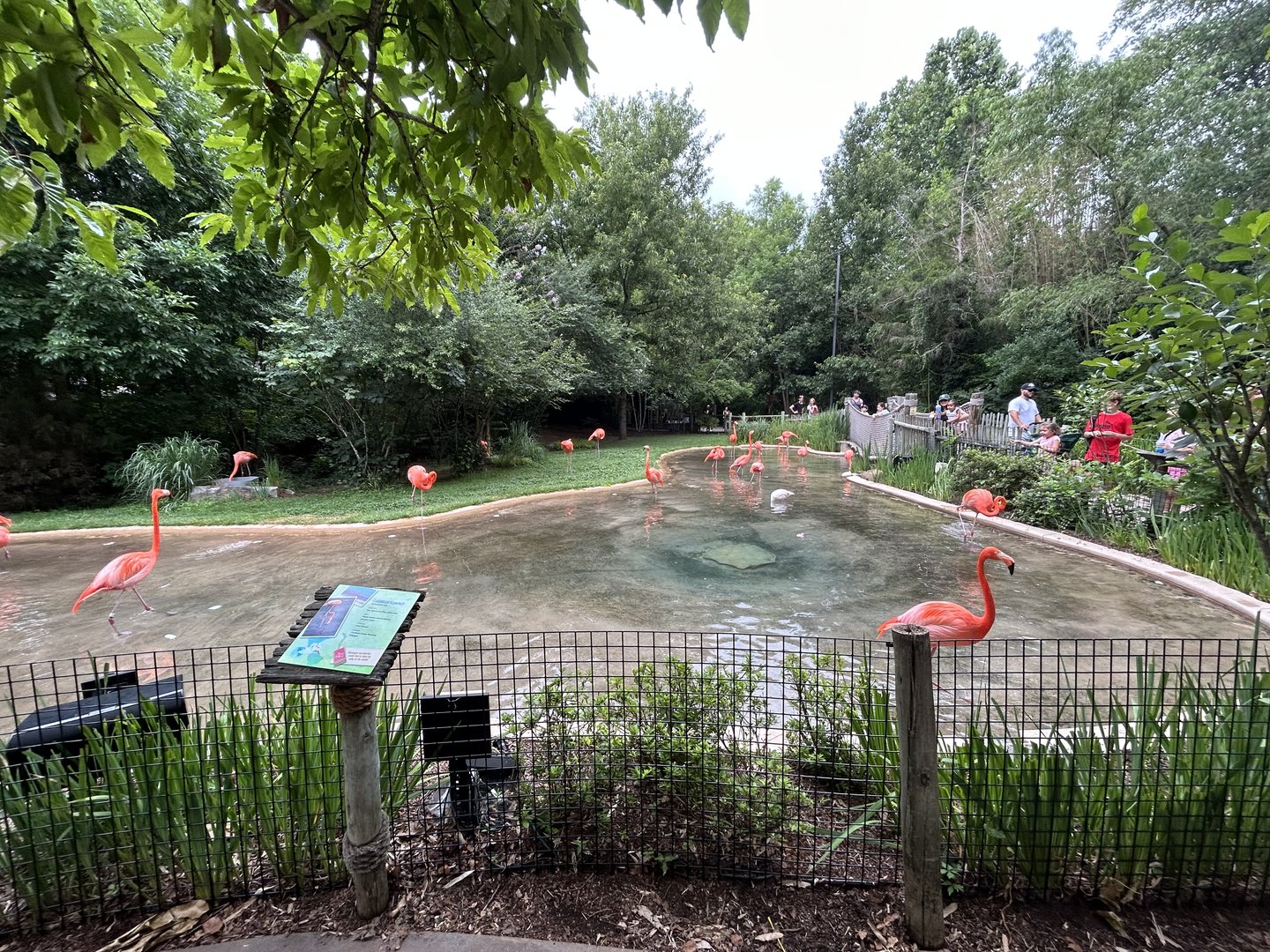 American Flamingo Exhibit