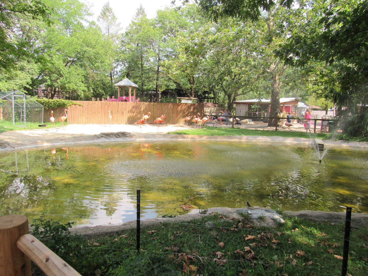 American Flamingo Exhibit