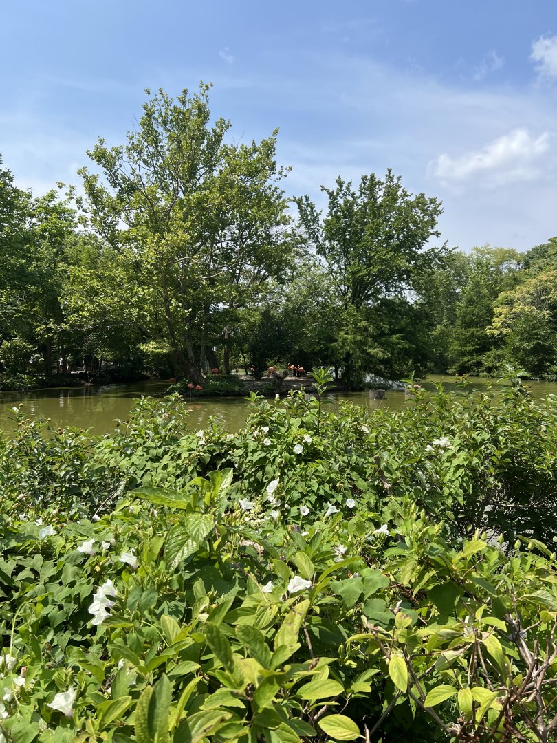 American Flamingo Exhibit
