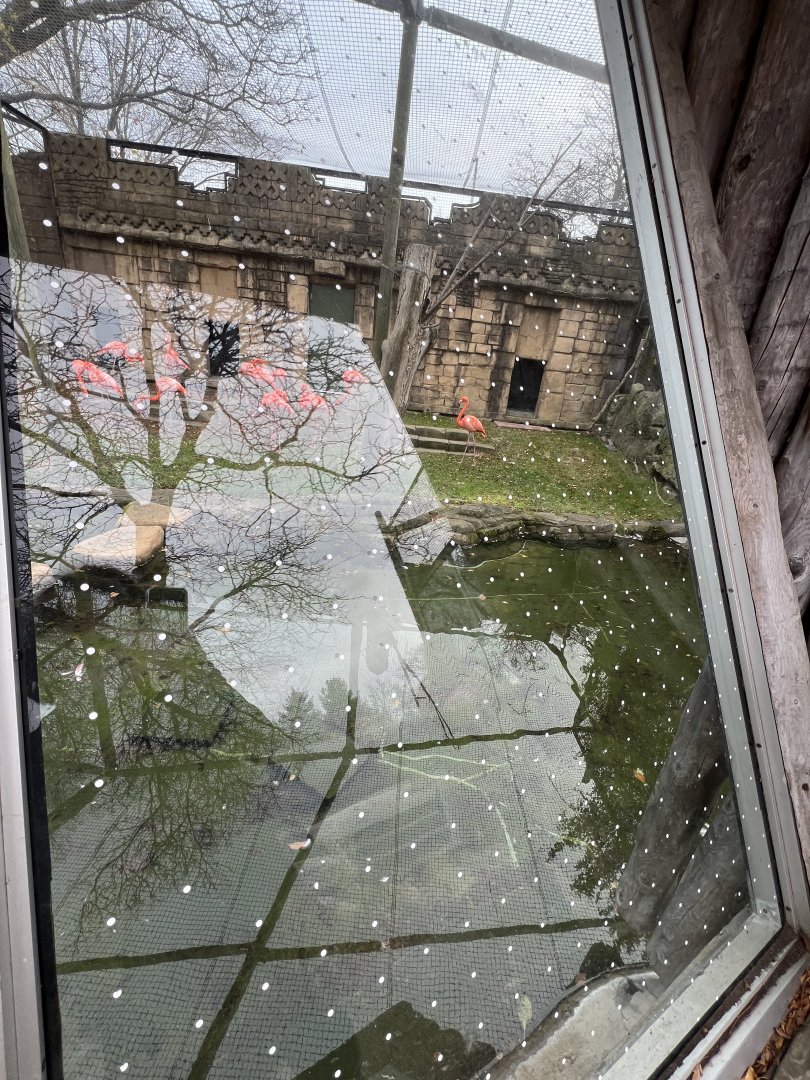 American Flamingo Exhibit