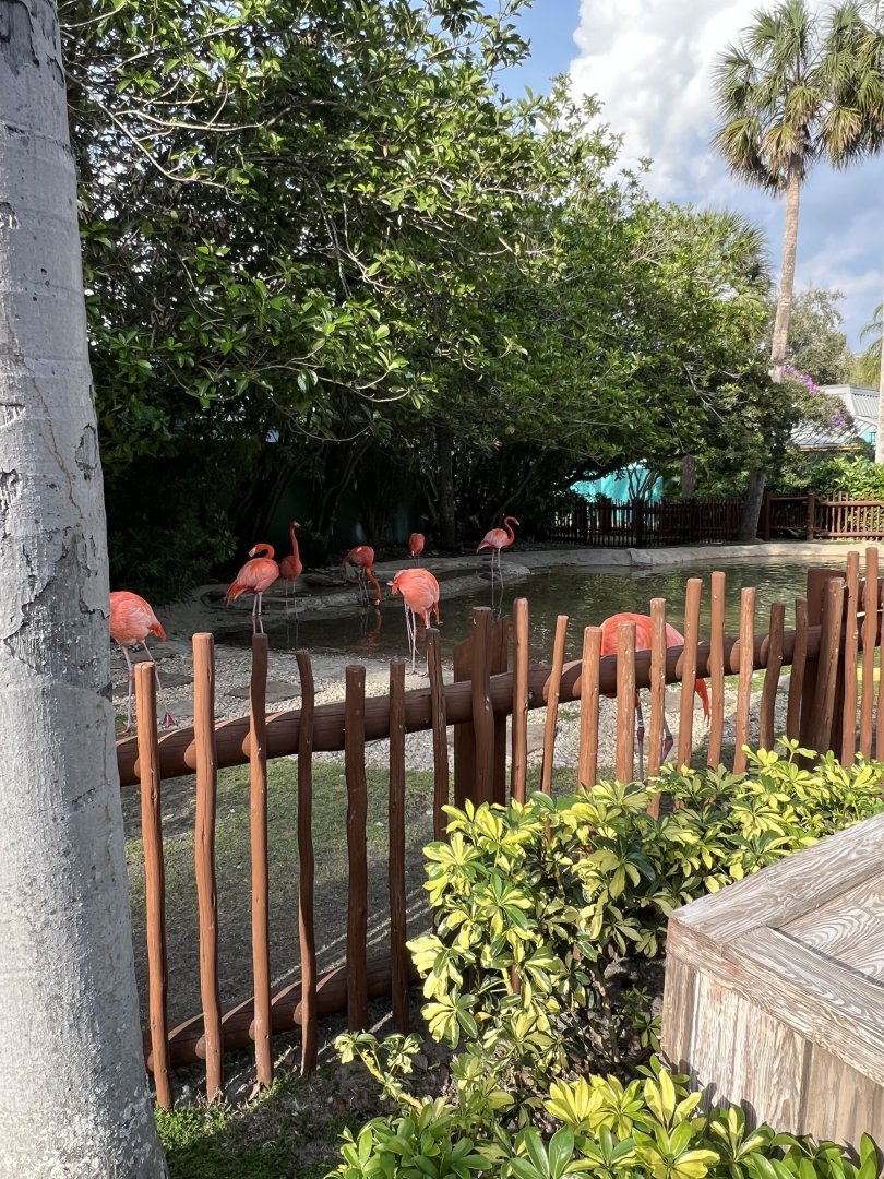 American Flamingo Exhibit
