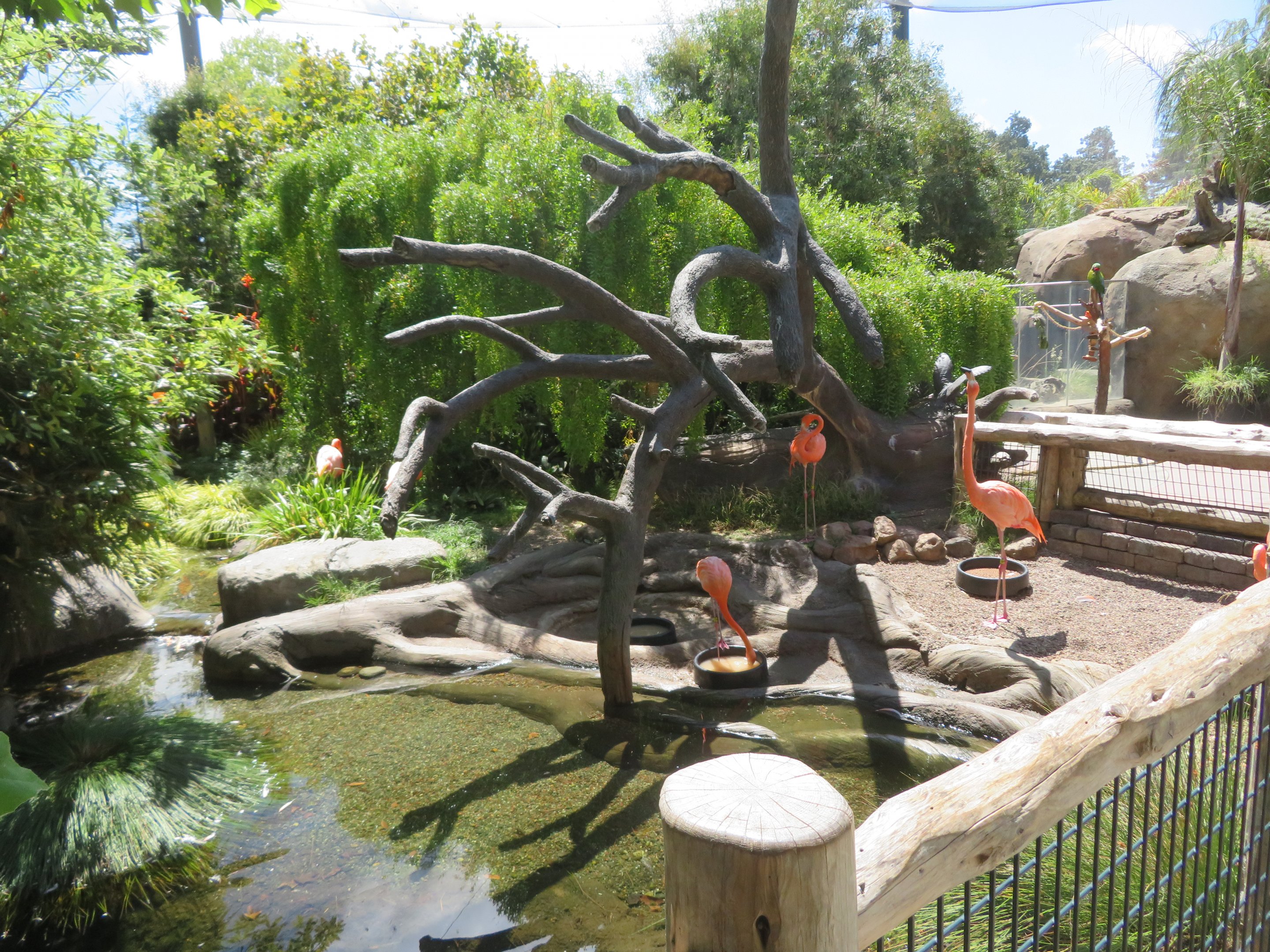 American Flamingo Exhibit