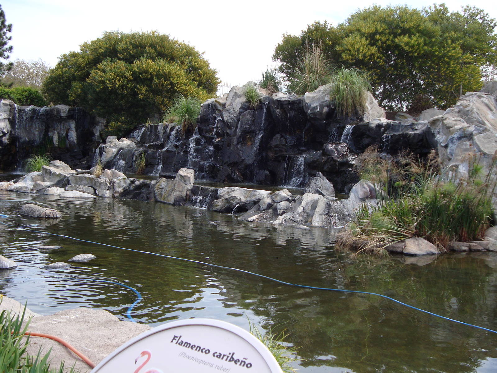 American Flamingo exhibit