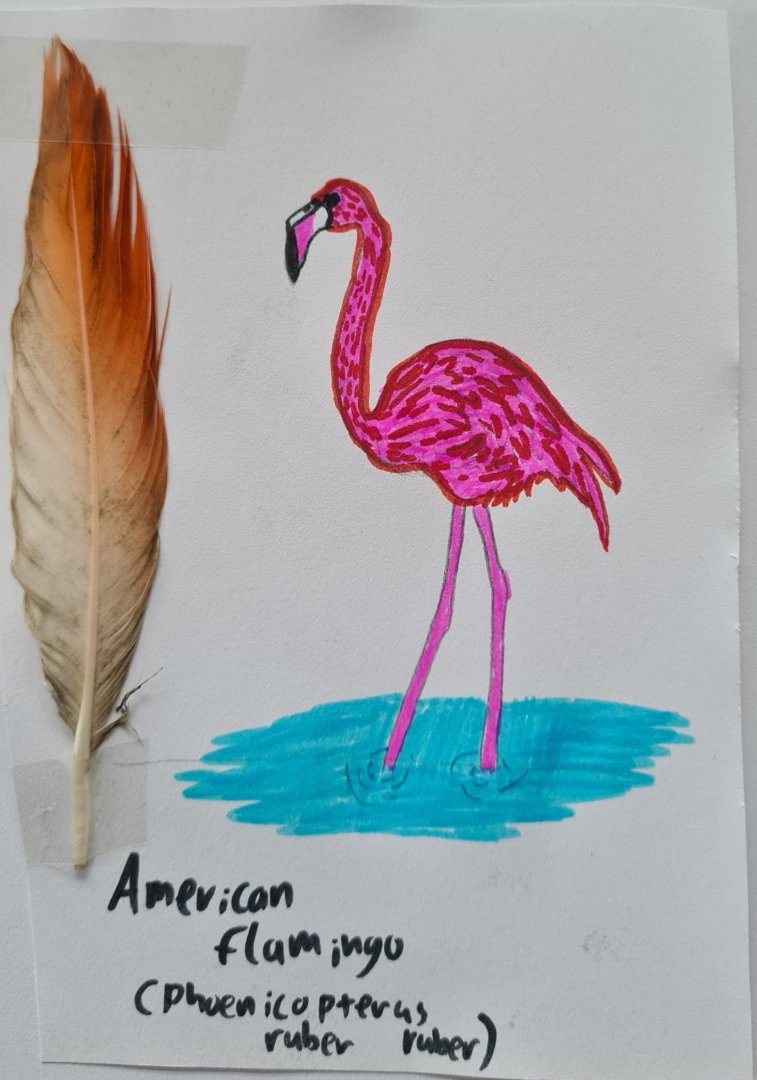 American flamingo feather