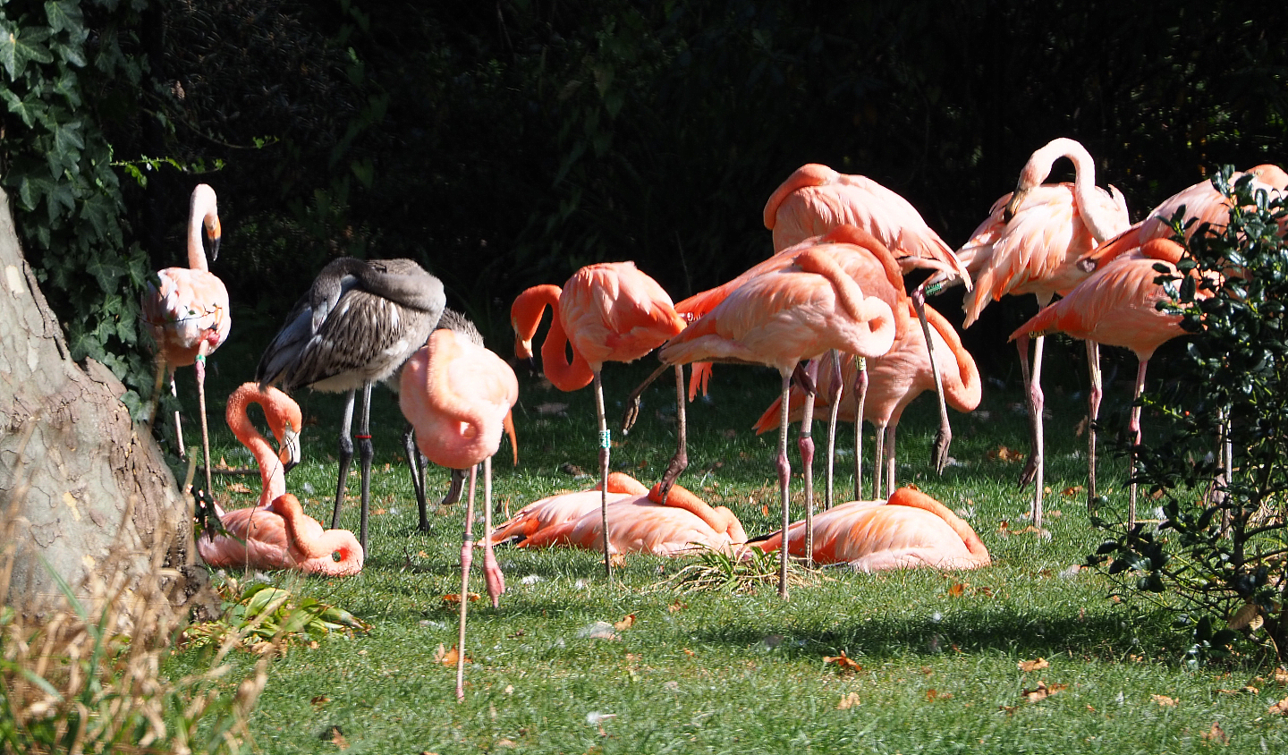 American flamingo flock with juvenile (Phoenicopterus ruber), 2020-09-20