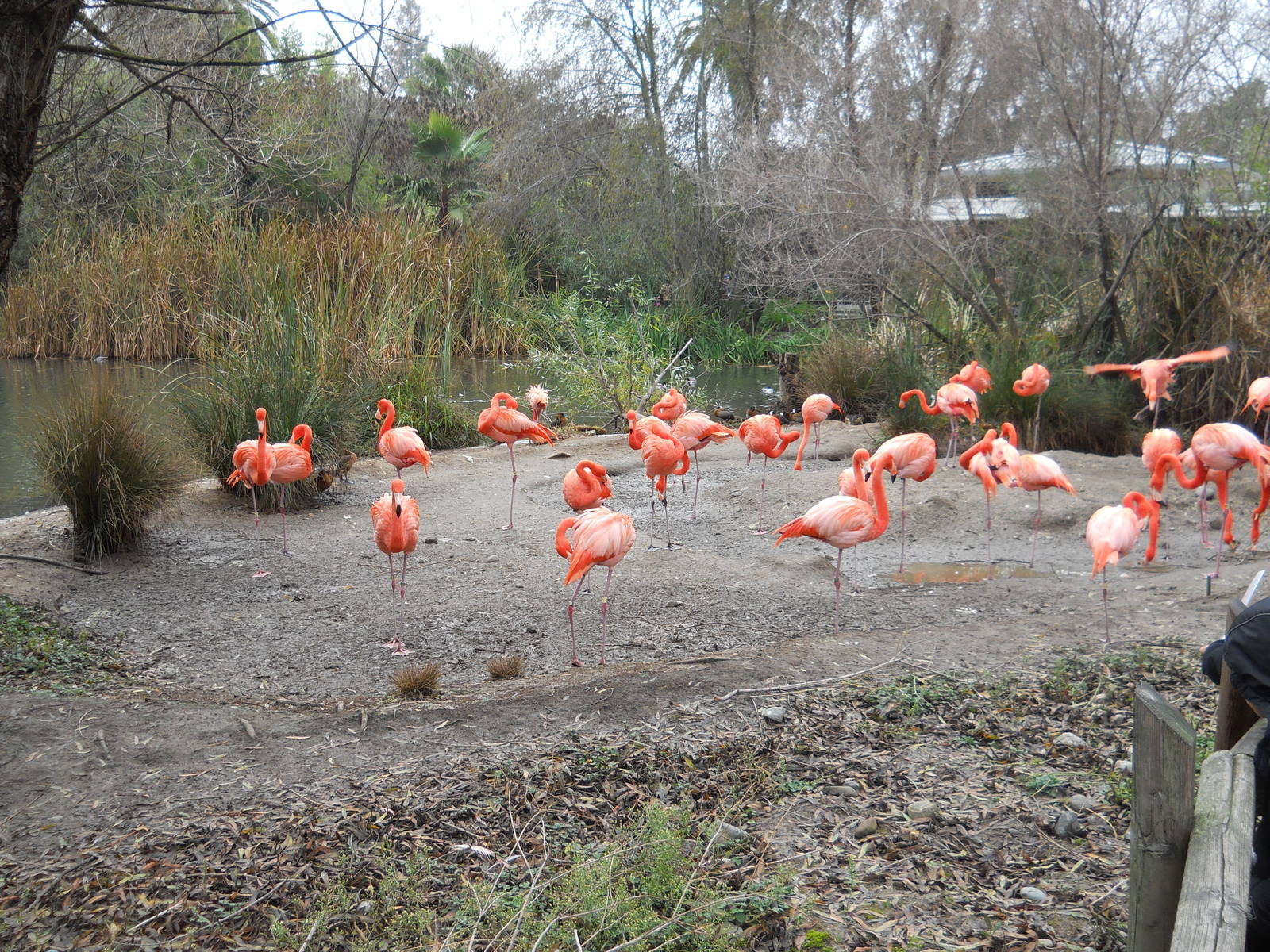 American flamingo flock