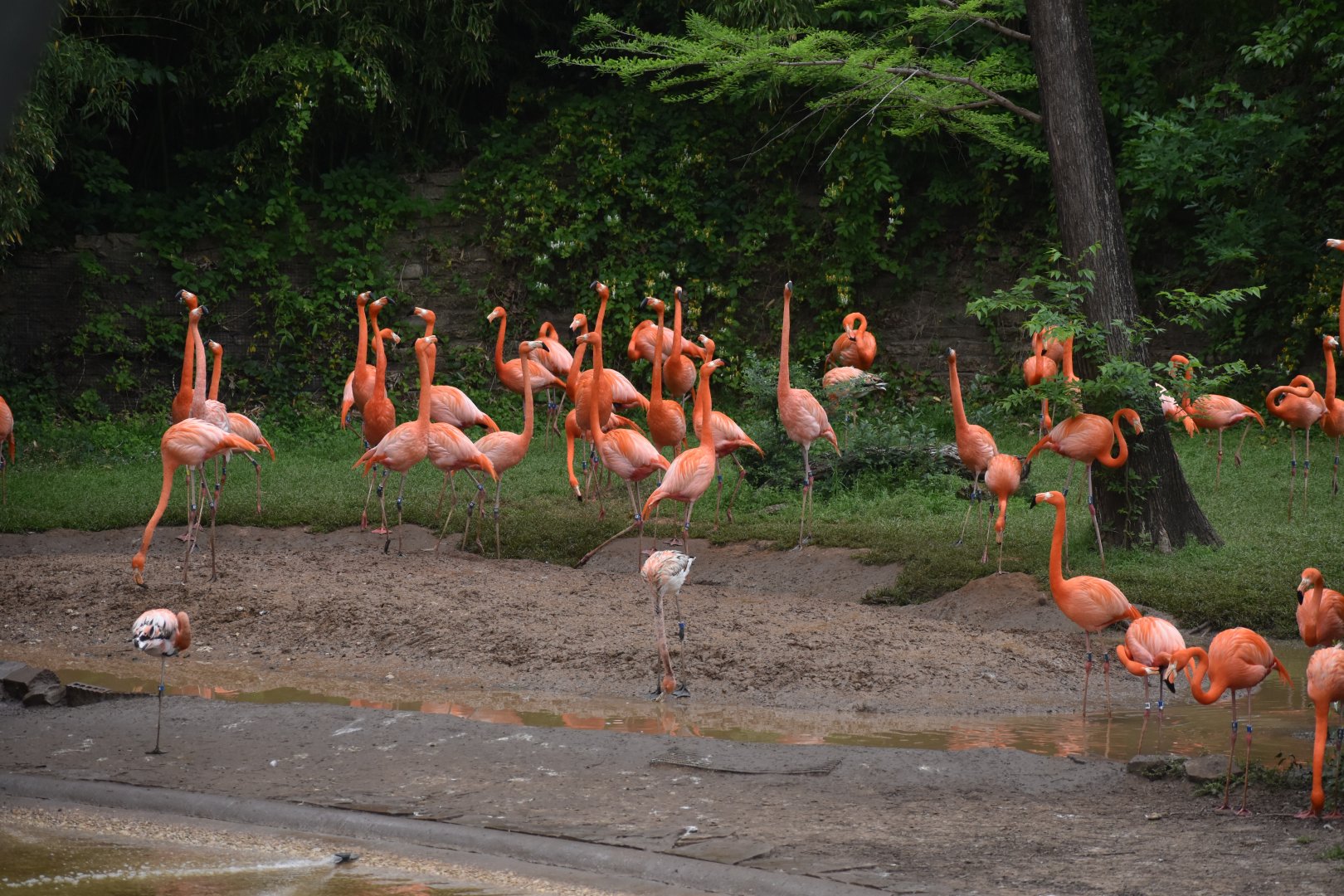 American Flamingo Flock
