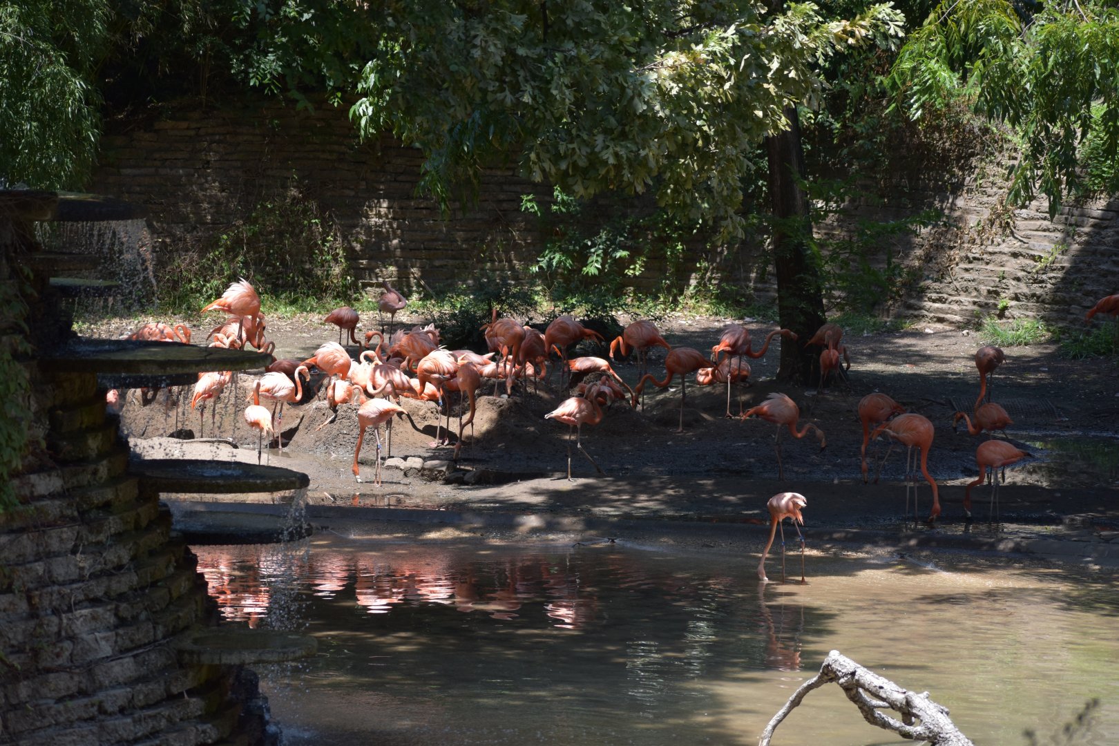 American Flamingo Flock