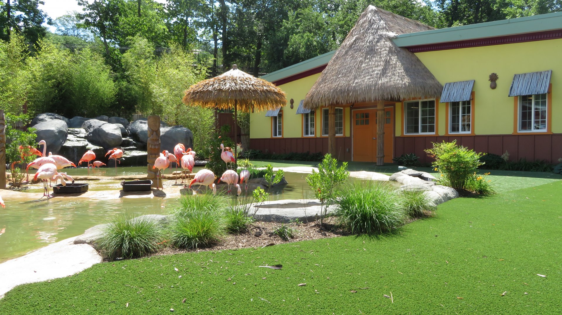 American Flamingo Habitat (Summer 2020)