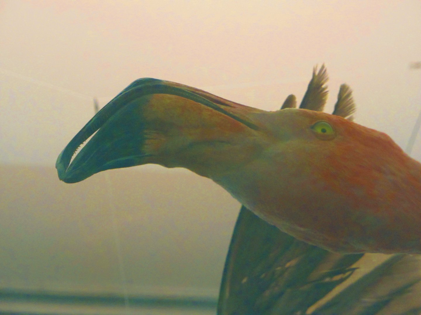 American Flamingo Head View