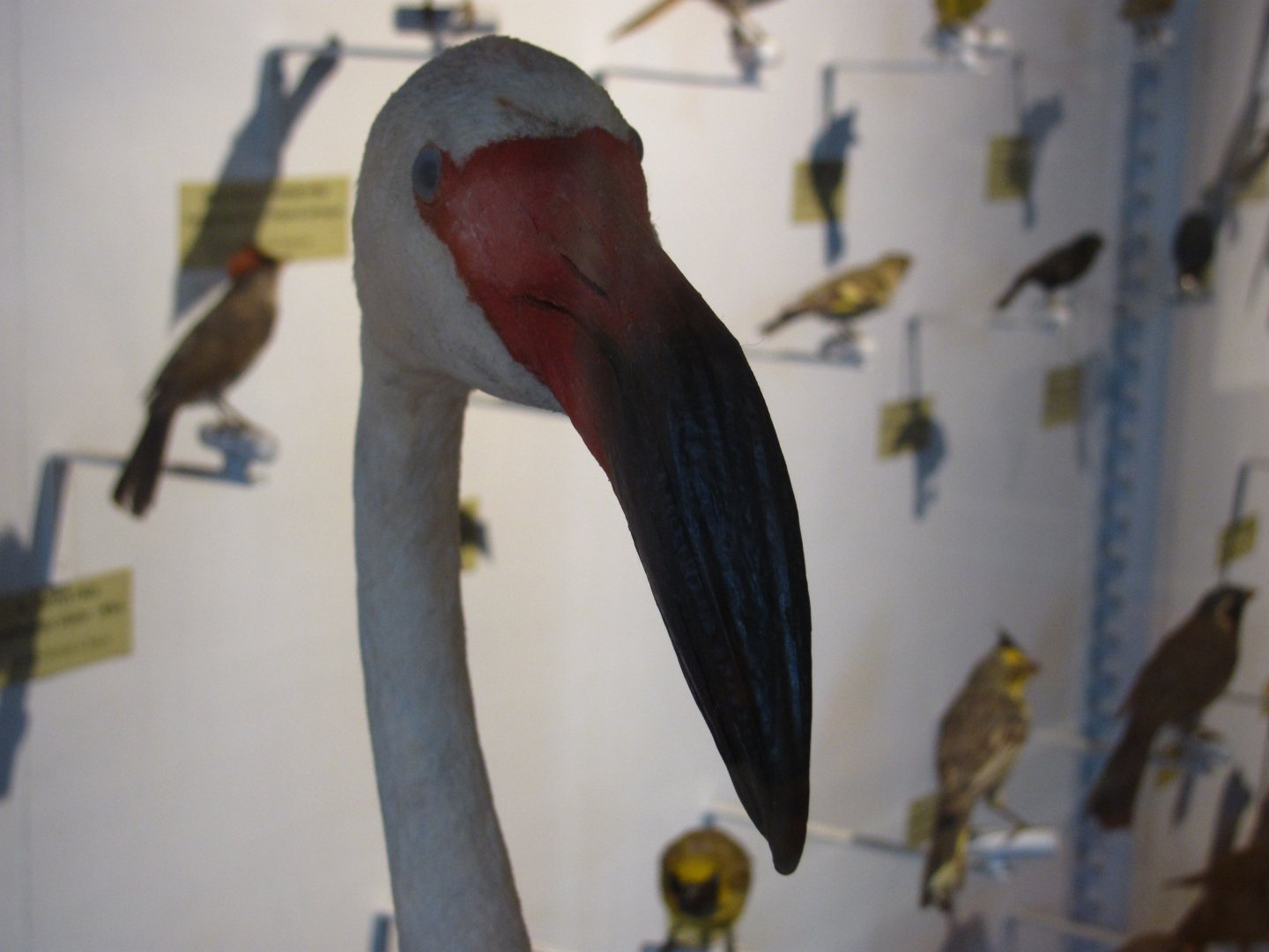 American Flamingo Head
