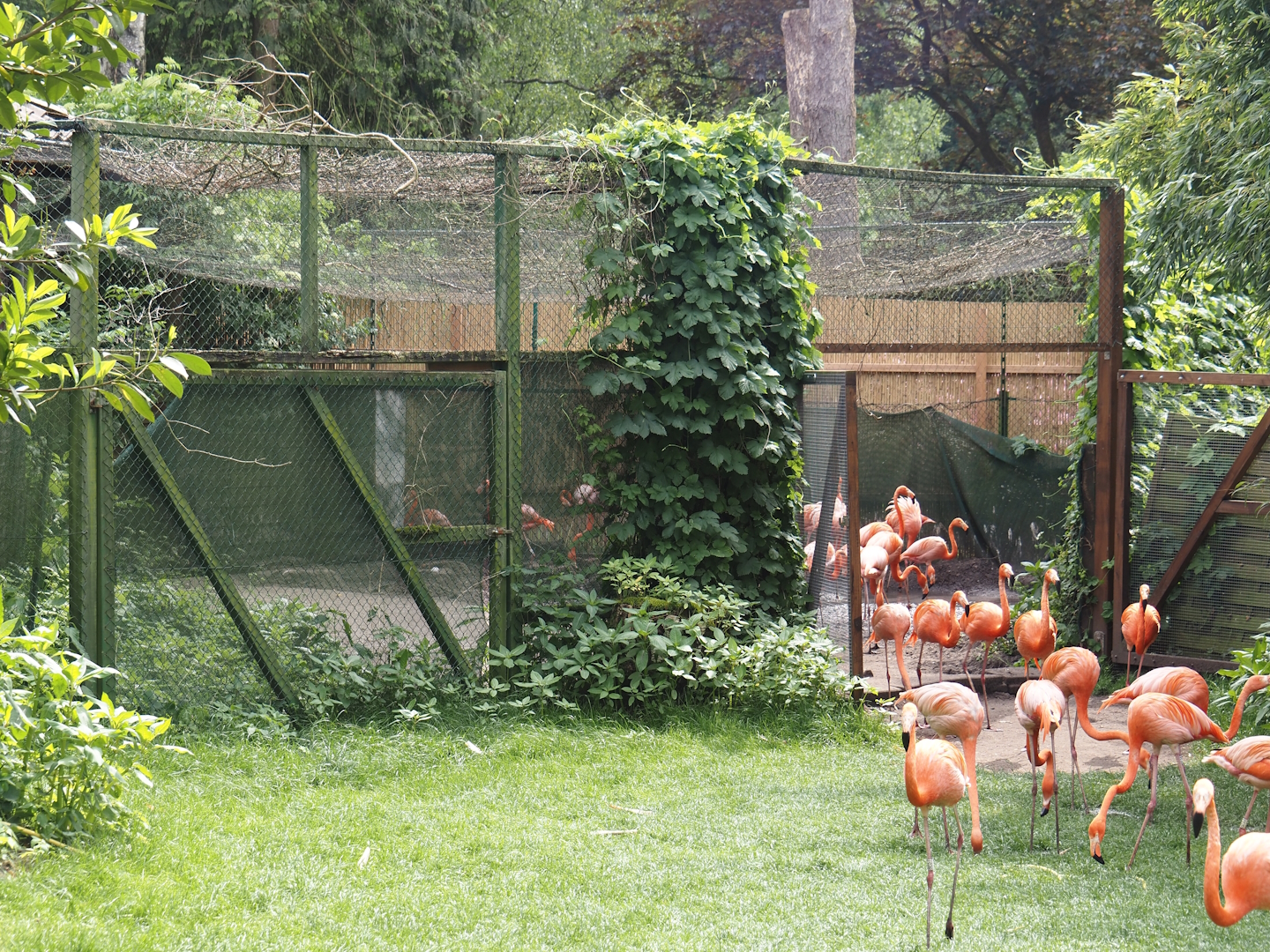 American flamingo holding aviary, 2024-05-21
