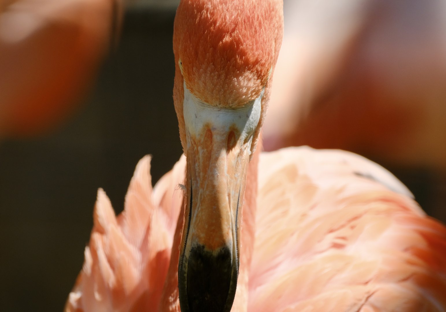 American flamingo - July 22, 2025