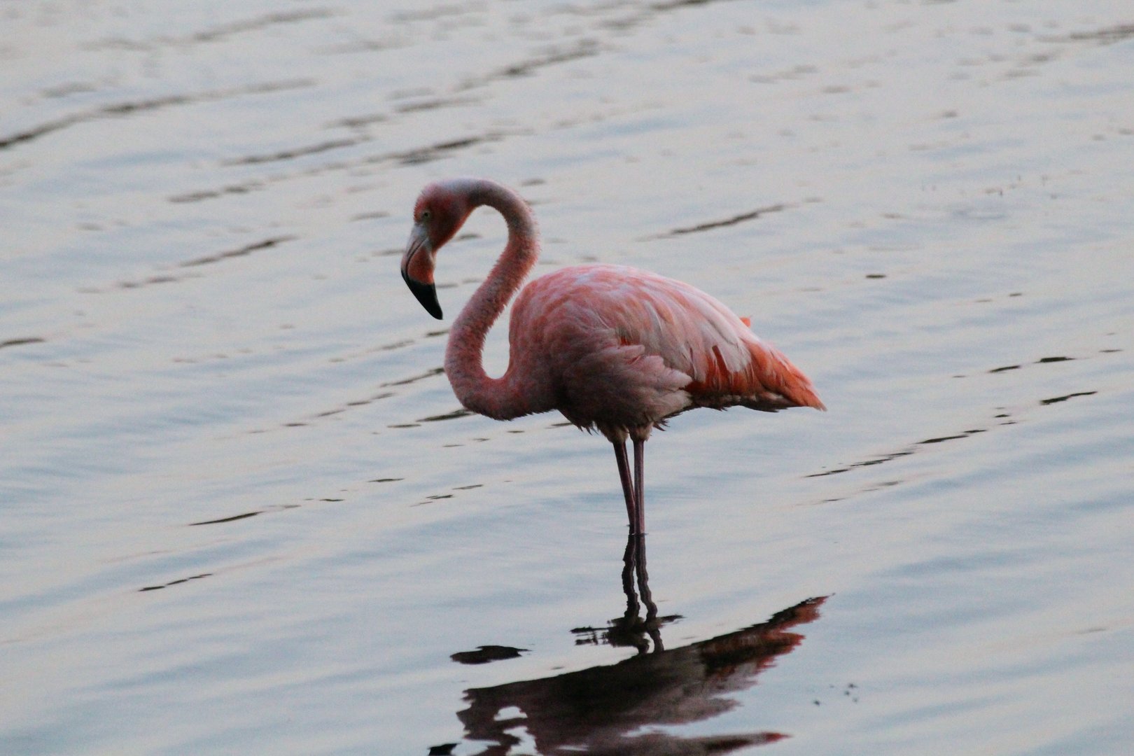 American Flamingo - Kansas