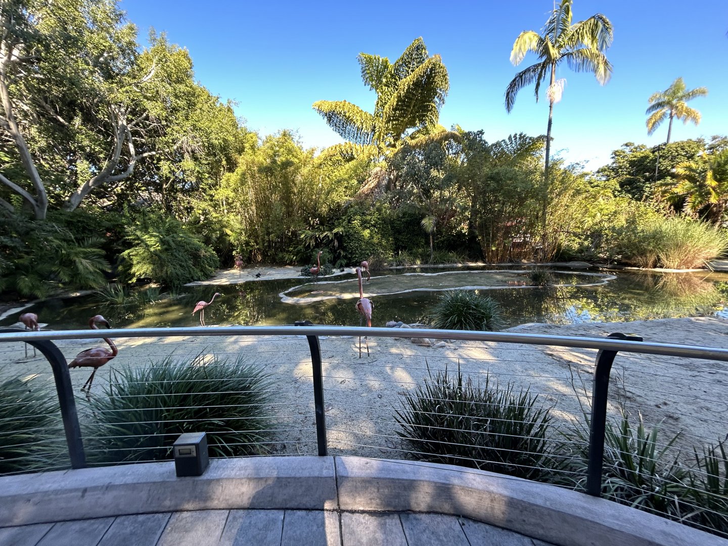 American Flamingo Lagoon (temp. off exhibit)