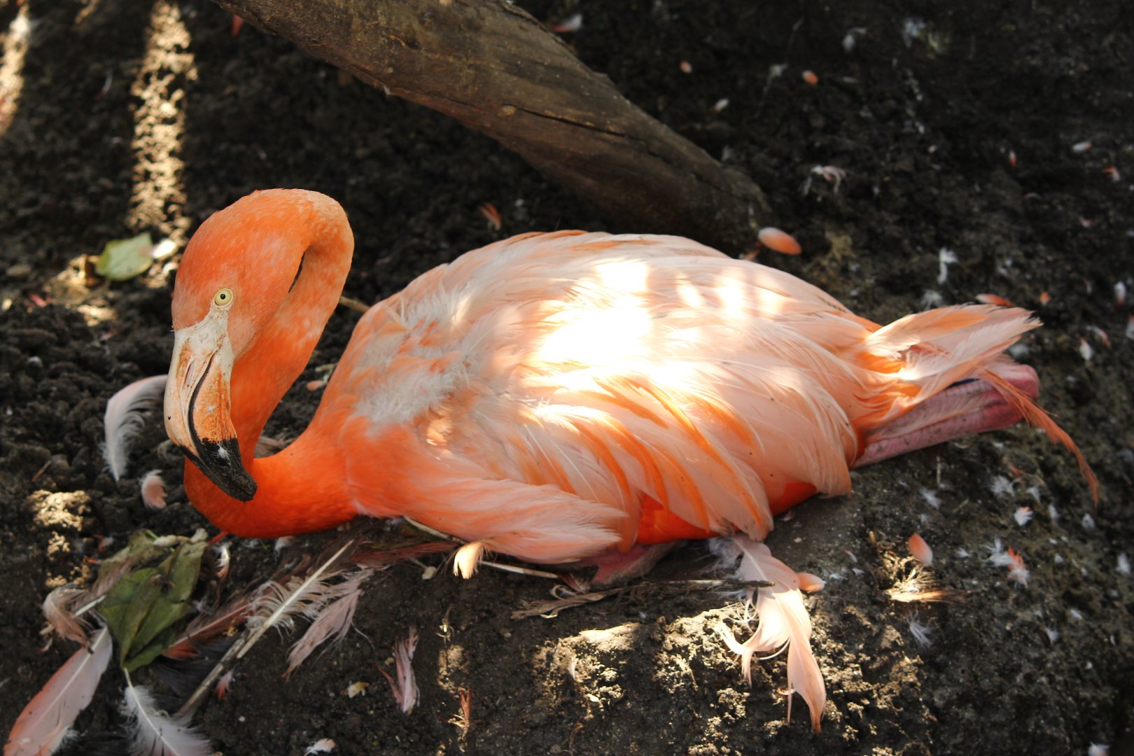 American Flamingo nest