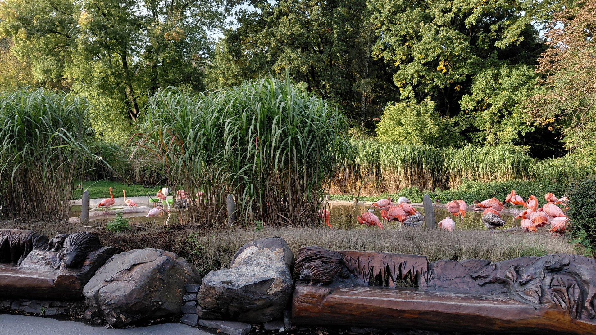 American flamingo outdoor exhibit