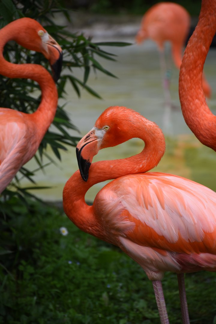 American flamingo - Parco Faunistico le Cornelle