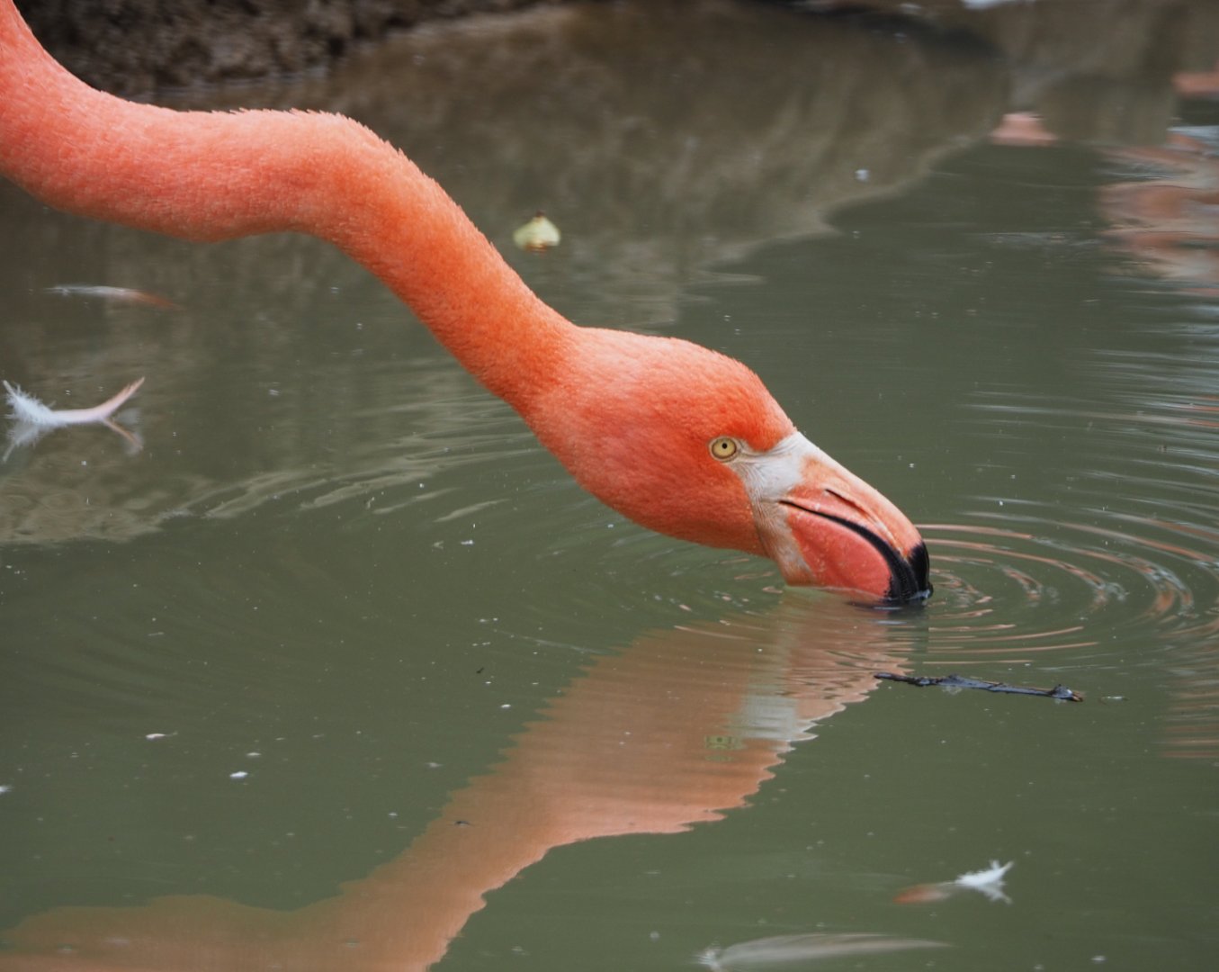 American flamingo (Phoenicopterus ruber), 2020-09-03
