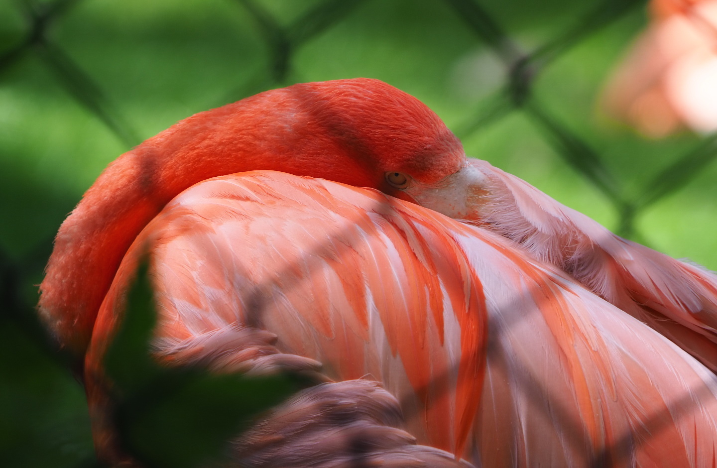 American flamingo (Phoenicopterus ruber), 2021-07-17