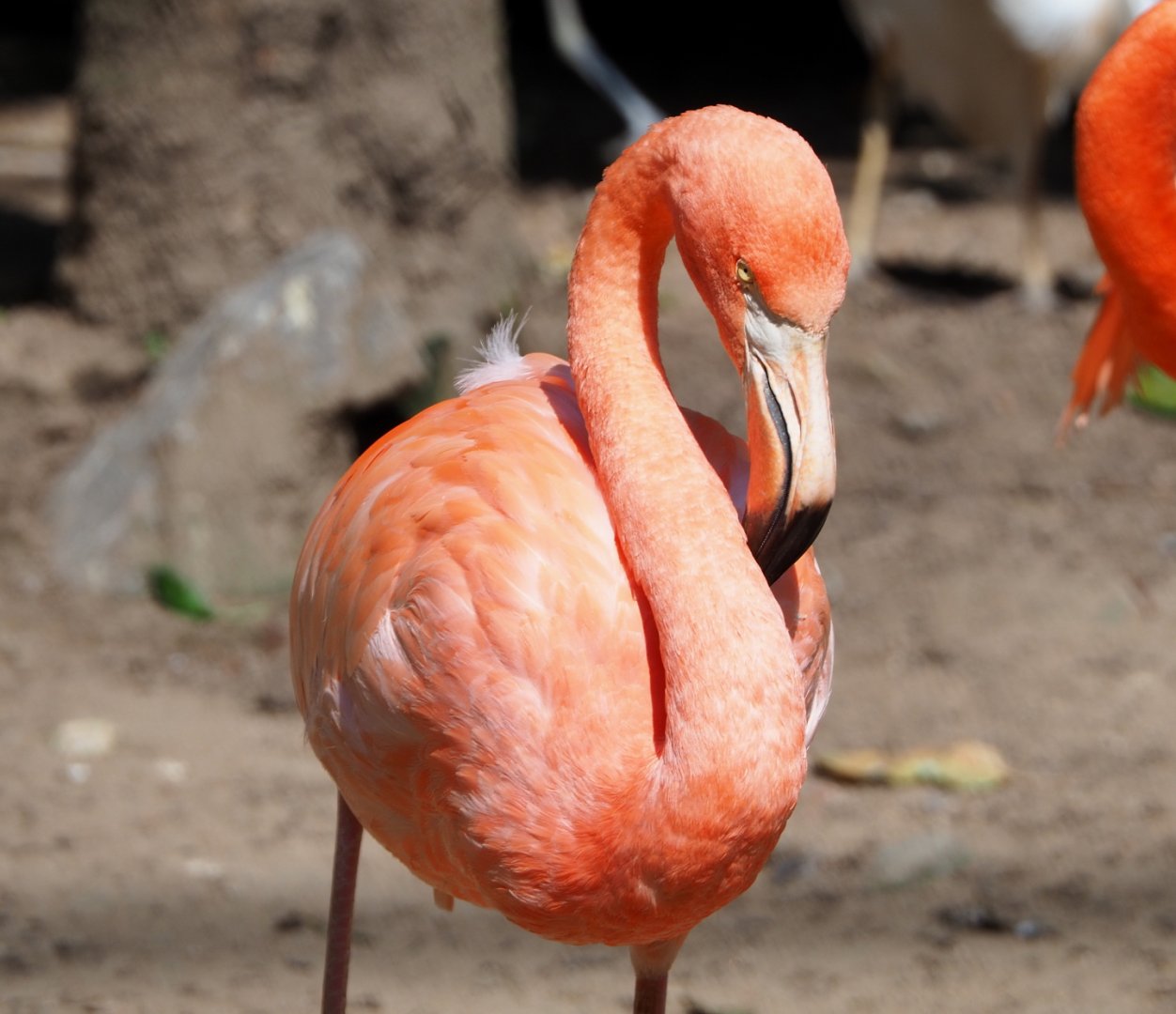 American flamingo (Phoenicopterus ruber), 2021-09-02