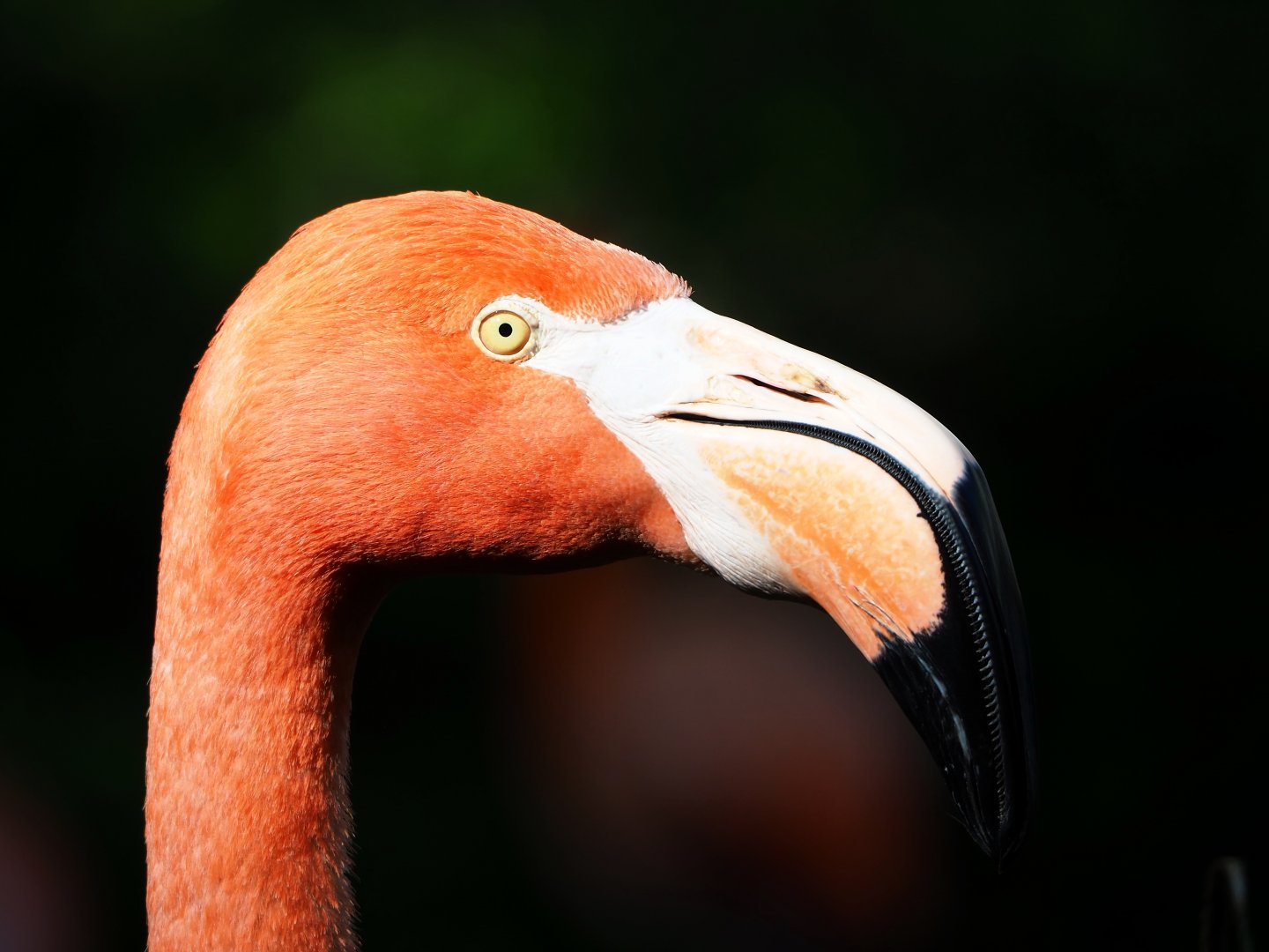 American flamingo (Phoenicopterus ruber), 2022-05-26