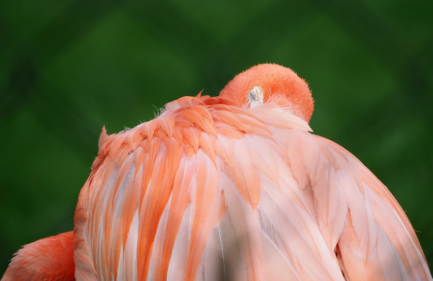 American flamingo (Phoenicopterus ruber), 2022-07-10